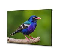 DRPZ Coastal Wall Art A Colorful Bird Perches On A Branch Canvas Decorative Picture Easter Decor Decorative Plates(20x30cm)