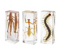 DRXRD 3 Pcs Taxidermy Bug Kit, Insect in Transparent Resin, Animal Specimens Decor, for Display, Collection and Paperweights B