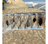 DRXRD 6PCS Insect in Resin Collection: 4.33x1.77x1.1 Inch Taxidermy Scorpion Specimen in Resin Real Preserved Insect Display for Insect Collectors Educational Piece for Kids(A)