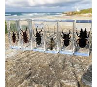 DRXRD 6PCS Insect in Resin Collection: 4.33x1.77x1.1 Inch Taxidermy Scorpion Specimen in Resin Real Preserved Insect Display for Insect Collectors Educational Piece for Kids(B)