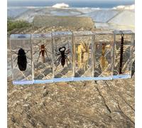 DRXRD 6PCS Insect in Resin Collection: 4.33x1.77x1.1 Inch Taxidermy Scorpion Specimen in Resin Real Preserved Insect Display for Insect Collectors Educational Piece for Kids(D)