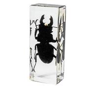DRXRD Bugs in Resin, Insects Specimen Decor, Amber Real Animal Taxidermy, for Display, Collection and Paperweights Stag beetle