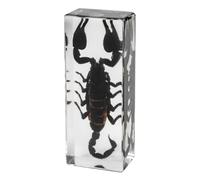 DRXRD Bugs in Resin, Insects Specimen Decor, Amber Real Animal Taxidermy, for Display, Collection and Paperweights Scorpion