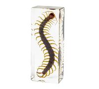 DRXRD Bugs in Resin, Insects Specimen Decor, Amber Real Animal Taxidermy, for Display, Collection and Paperweights Centipede