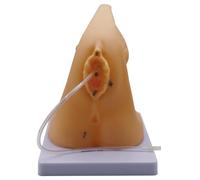 DRXRD Catheterization Model Anatomical Models Internal External Genital PVC Anatomy Model Nursing Practice for Medical Clinical Teaching & Practical Training （Female)