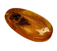 DRXRD Insect Amber Specimen, Resin Real Bugs Taxidermy Fossil, Artificial Amber Stone Ornament, for Science Education and Collection Cicada
