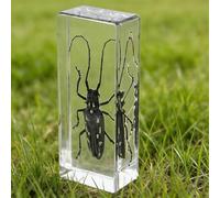 DRXRD Insect in Resin Collection - 4.33x1.77x1.1 Inch Real Preserved Scorpion Specimen in Clear Resin, Taxidermy Insect Display for Collectors, Educational Science Gift for Kids(C)