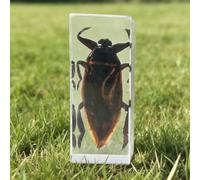 DRXRD Insect in Resin Collection - 4.33x1.77x1.1 Inch Real Preserved Scorpion Specimen in Clear Resin, Taxidermy Insect Display for Collectors, Educational Science Gift for Kids(F)
