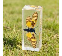 DRXRD Insect in Resin Collection - 4.33x1.77x1.1 Inch Real Preserved Scorpion Specimen in Clear Resin, Taxidermy Insect Display for Collectors, Educational Science Gift for Kids(J)