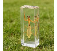 DRXRD Insect in Resin Collection - 4.33x1.77x1.1 Inch Real Preserved Scorpion Specimen in Clear Resin, Taxidermy Insect Display for Collectors, Educational Science Gift for Kids(B)