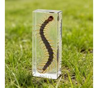 DRXRD Insect in Resin Collection - 4.33x1.77x1.1 Inch Real Preserved Scorpion Specimen in Clear Resin, Taxidermy Insect Display for Collectors, Educational Science Gift for Kids(A)