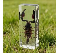 DRXRD Insect in Resin Collection - 4.33x1.77x1.1 Inch Real Preserved Scorpion Specimen in Clear Resin, Taxidermy Insect Display for Collectors, Educational Science Gift for Kids(K)