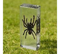 DRXRD Insect in Resin Collection - 4.33x1.77x1.1 Inch Real Preserved Scorpion Specimen in Clear Resin, Taxidermy Insect Display for Collectors, Educational Science Gift for Kids(H)