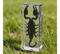 DRXRD Insect in Resin Collection - 4.33x1.77x1.1 Inch Real Preserved Scorpion Specimen in Clear Resin, Taxidermy Insect Display for Collectors, Educational Science Gift for Kids(D)