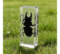 DRXRD Insect in Resin Collection - 4.33x1.77x1.1 Inch Real Preserved Scorpion Specimen in Clear Resin, Taxidermy Insect Display for Collectors, Educational Science Gift for Kids(E)