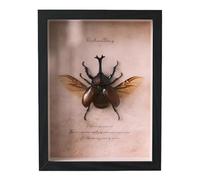 DRXRD Insect Specimens Display Case, Real Taxidermy Bug with Wood Framed, for Collections and Wall Decor A