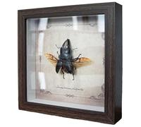DRXRD Insect Specimens Wall Decor, 7'' x 7'' Real Taxidermy Bug with Display Case and Wood Framed, for Education and Collections