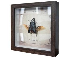 DRXRD Insect Specimens Wall Decor, 7'' x 7'' Real Taxidermy Bug with Display Case and Wood Framed, for Education and Collections