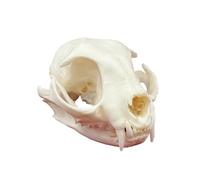DRXRD Natural Cat Skull Specimen, Taxidermy Animal Bones, Resin Skulls Skeleton Decor, for Science Education, Understanding Animal Skull Structure and Collections