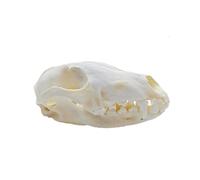 DRXRD Real Animal Skull Specimen, Natural Taxidermy Animal Bones, Resin Skulls Skeleton Decoration, for Science Education and Collections Fox Skull