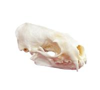 DRXRD Real Animal Skull Specimen, Natural Taxidermy Animal Bones, Resin Skulls Skeleton Decoration, for Science Education and Collections Mink Skull