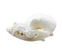DRXRD Real Animal Skull Specimen, Natural Taxidermy Animal Bones, Resin Skulls Skeleton Decoration, for Science Education and Collections Dog Skull