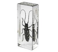 DRXRD Specimen in Resin, Transparent Bug Taxidermy, Amber Insect Decor, for Science Classroom Science Education, Collection and Paperweights Longicorn