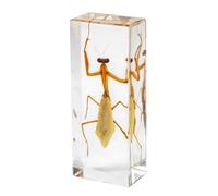 DRXRD Specimen in Resin, Transparent Bug Taxidermy, Amber Insect Decor, for Science Classroom Science Education, Collection and Paperweights Mantis