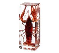 DRXRD Specimen in Resin, Transparent Bug Taxidermy, Amber Insect Decor, for Science Classroom Science Education, Collection and Paperweights Lobster