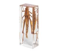 DRXRD Specimen in Resin, Transparent Bug Taxidermy, Amber Insect Decor, for Science Classroom Science Education, Collection and Paperweights Locust
