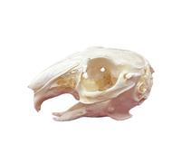 DRXRD Taxidermy Animal Skulls, Real Animals Bones Specimen, Natural Skull Decoration, for Home Decor and Showcase Exhibition Rabbit Skull
