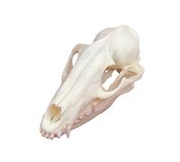 DRXRD Taxidermy Animal Skulls, Real Animals Bones Specimen, Natural Skull Decoration, for Home Decor and Showcase Exhibition Racoon Skull