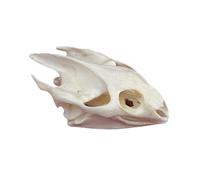 DRXRD Taxidermy Animal Skulls, Real Animals Bones Specimen, Natural Skull Decoration, for Home Decor and Showcase Exhibition Turtle Skull