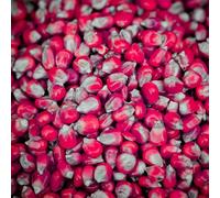 Dry Red Maize for Carp Fishing 10kg