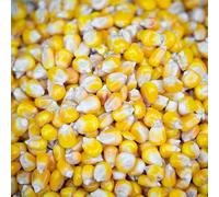 Dry Whole Yellow Maize for Carp Fishing 1kg