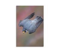 DSZLJY Animal Poster Raptor in Flight Hunting Wildlife Nature Poster Decorative Painting Canvas Wall Posters And Art Picture Print Modern Family Bedroom Decor Posters 20x30inch(50x75cm)