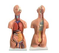 Dual-Sex Human Torso Anatomy Model, 85cm/33.4inch Life Size with 23 Removable Organs, Unisex Doll Medical Torso, Education Organs for Students Science Learning