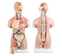 Dual-Sex Human Torso Model, 55cm Human Body Model, Dual-Sex 21 Part Removable Life-Size, Open Back Exposes Muscular Layers for Medical Student Lab Classroom Use