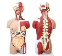 Dual-Sex Human Torso Model, 85cm Life- Size Human Body Anatomical Model Skeleton with 29 Removable Human Organs, for School Medical Education Display, Training Aid.