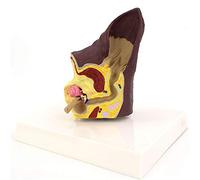 Dual-Side Canine Ear Anatomy Model, 3D Dog Ear Demonstration Model, Normal+ Pathological PVC Veterinary Teaching Tool, with Hand-Painted Details, for Classroom, Clinic,A