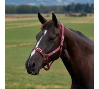 Dublin Everyday Headcollar - Burgundy - Shetland