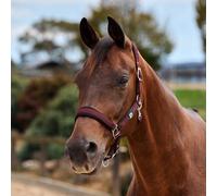 Dublin Neo Comfort Headcollar - Burgundy - Pony
