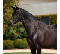 Dublin Padded Cavesson Bridle Black - Full