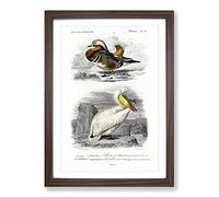 Duck & Pelican by Charles d' Orbigny Framed Print | A2 Walnut Framed Wall Art | Ready to Hang | Modern Animal Picture | Living Room Bedroom Lounge Office