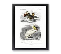 Duck & Pelican By Charles D' Orbigny Vintage Framed Print | A2 Black Framed Wall Art | Ready to Hang | Classic Animal Picture | Living Room Bedroom Lounge Office