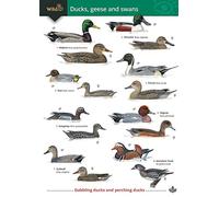 Ducks, Geese and Swans (WildID)