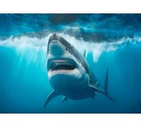DULUDA 7x5 FT Shark Backdrop Shark Party Decorations Under The Sea Shark Underwater Aquarium Blue Sea Waves Great White Shark Background Shark Birthday Party Decorations Studio Props