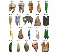 Dungeons & Dragons: Teeth of Dahlver-Nar Bite-Sized Artifact