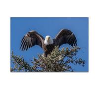 DunPei The Picture of Animal Print On Canvas Soaring eagles Artistic Wall Art Painting Artwork Pictures For Home Living Room Modern Decor Decoration(blue)-50x70cm Unframed