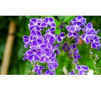 Duranta Erecta Shrub Plug Plant
